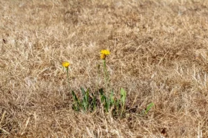 dandelion in a field of brown grass.